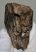  Palaeoloxodon antiquus tooth (111 mm) Elephas antiquus
