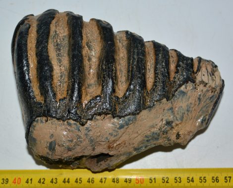 Mammuthus meridionalis tooth (1610 grams)