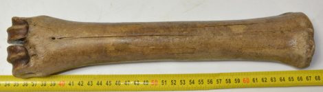 Megaloceros giganteus metacarpus csont (322 mm) Óriásszarvas