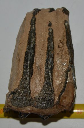 Mammuthus meridionalis partial tooth (1075 grams)