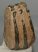 Mammuthus meridionalis partial tooth (1075 grams)