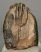 Mammuthus meridionalis partial tooth (1075 grams)