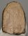Mammuthus meridionalis partial tooth (1075 grams)
