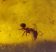 Fossil Formicidae ant in Dominican amber