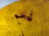 Fossil Formicidae ant in Dominican amber