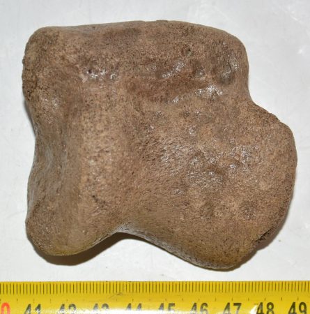 Rhinoceros partial astragalus bone