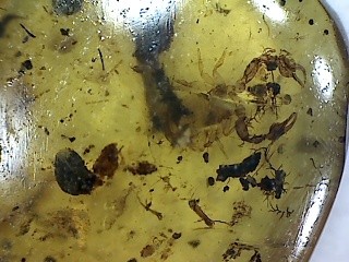 Álskorpió brumit borostyánban