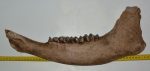 Bison priscus left lower jaw (472 mm)