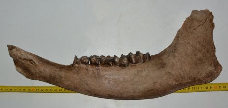 Bison priscus left lower jaw (472 mm) Bison priscus left lower jaw (472 mm)
