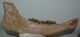 Bison priscus left lower jaw (472 mm) Bison priscus left lower jaw (472 mm)