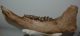 Bison priscus left lower jaw (472 mm) Bison priscus left lower jaw (472 mm)
