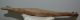 Bison priscus left lower jaw (472 mm) Bison priscus left lower jaw (472 mm)
