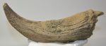 Bison sp. horn bone (274 mm)