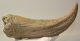 Bison sp. horn bone (274 mm)