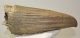 Bison sp. horn bone (274 mm)