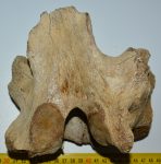 Mammuthus primigenius részleges csigolya csont (726 gramm)