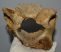 Mammuthus primigenius partial vertebra bone (726 grams) SOLD (EB) 04