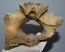 Mammuthus primigenius partial vertebra bone (726 grams)