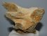 Mammuthus primigenius részleges csigolya csont (726 gramm) ELFOGYOTT (EB) 04