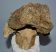 Mammuthus primigenius partial vertebra bone (726 grams)