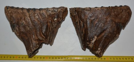 Mammuthus primigenius tooth in pair (4067 grams) Woolly Mammoth