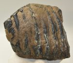 Mammuthus meridionalis részleges fog (3301 gramm)