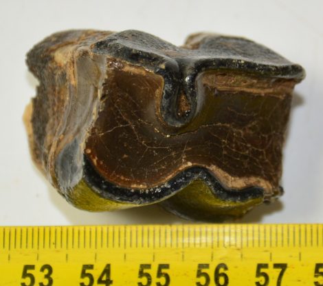 Miocene rhinoceros lower tooth