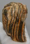   Mammuthus primigenius részleges fog (664 gramm) ELFOGYOTT (M) 06