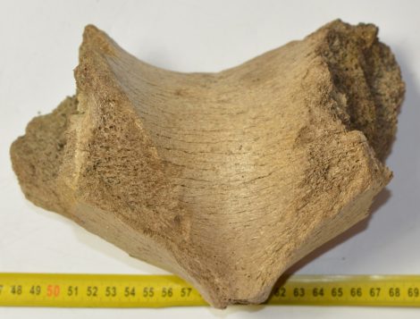 Mammuthus primigenius részleges állkapocs csont (2030 gramm)