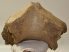 Mammuthus primigenius részleges állkapocs csont (2030 gramm)