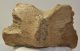 Mammuthus primigenius részleges állkapocs csont (2030 gramm)