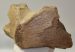 Mammuthus primigenius részleges állkapocs csont (2030 gramm)