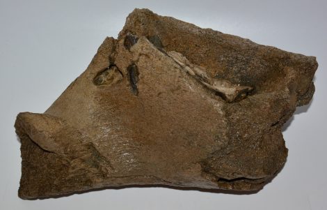 Mammuthus meridionalis partial jaw (7,6 Kg)