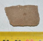 Saltasaurus sp. Dinosaur Eggshell (28 x 18 mm)