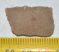 Saltasaurus sp. Dinosaur Eggshell (28 x 18 mm)