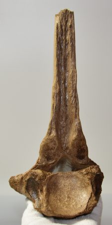 Woolly Rhino partial vertebra 