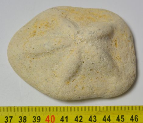 Clypeaster grandiflorus from Zebegény (97 mm) SOLD (FM) 06
