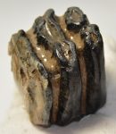 Mammuthus meridionalis részleges fog (242 gramm)