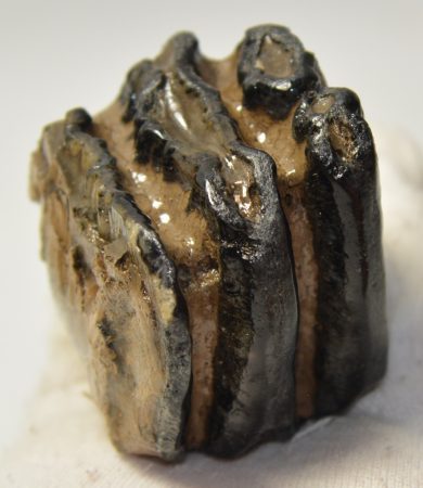 Mammuthus meridionalis részleges fog (242 gramm)