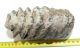 Mammuthus meridionalis részleges fog (1039 gramm)