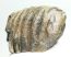 Mammuthus meridionalis részleges fog (1039 gramm)