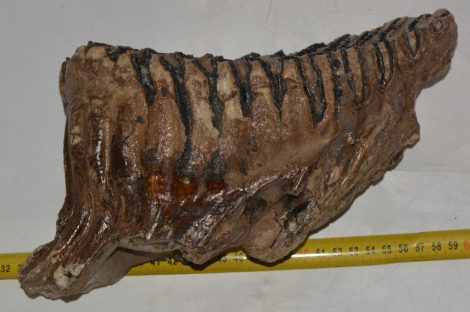 Mammuthus primigenius tooth (3025 grams) Mammuthus primigenius tooth (3025 grams)