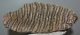 Mammuthus primigenius tooth (3025 grams) Mammuthus primigenius tooth (3025 grams)