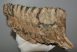 Mammuthus primigenius tooth (3025 grams) Mammuthus primigenius tooth (3025 grams)