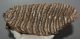 Mammuthus primigenius tooth (3025 grams) Mammuthus primigenius tooth (3025 grams)