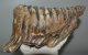 Mammuthus primigenius tooth (3025 grams) Mammuthus primigenius tooth (3025 grams)