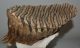 Mammuthus primigenius tooth (3025 grams) Mammuthus primigenius tooth (3025 grams)