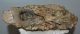 Mammuthus primigenius tooth (3025 grams) Mammuthus primigenius tooth (3025 grams)