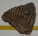Mammuthus primigenius partial tooth (1145 grams)