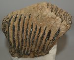 Mammuthus primigenius tooth (2190 grams) Woolly Mammoth